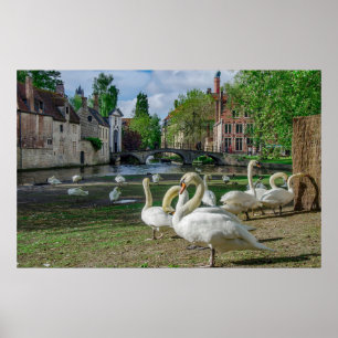 Poster Cygnes blancs dans le centre de Bruges