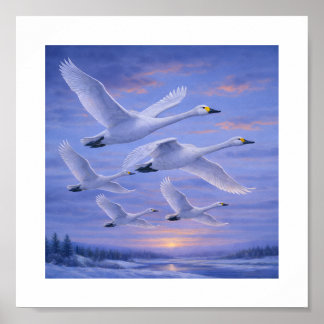 Poster Cygnes chanteurs dans le ciel hivernal – Oiseaux s