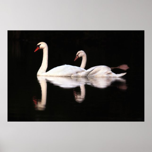 Poster Cygnes muets (Devant)