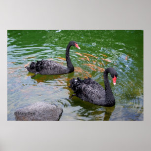 Poster Cygnes noirs