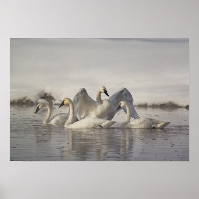 Poster Cygnes trompettes dans la rivière Madison en hiver (Devant)