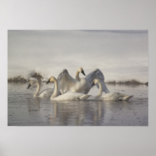 Poster Cygnes trompettes dans la rivière Madison en hiver