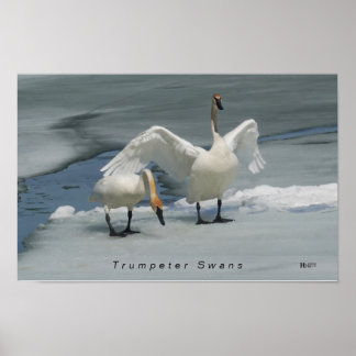 Poster Cygnes trompettes dans le nord du Michigan