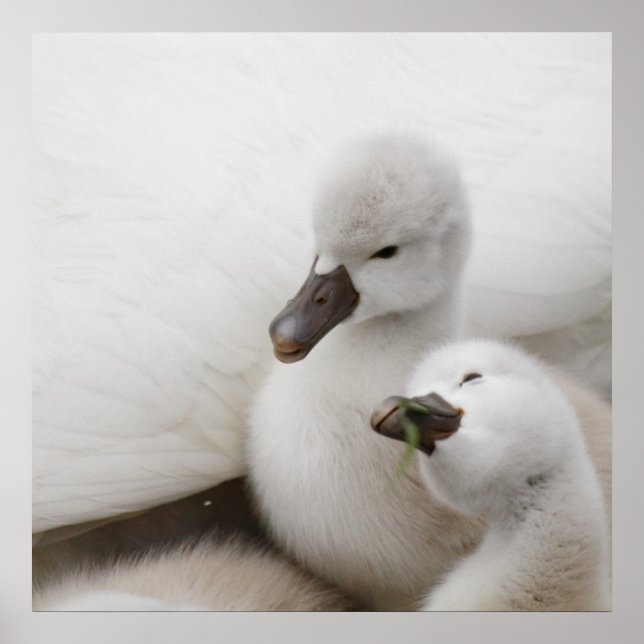 Poster Cygnets de cygne muet (Devant)