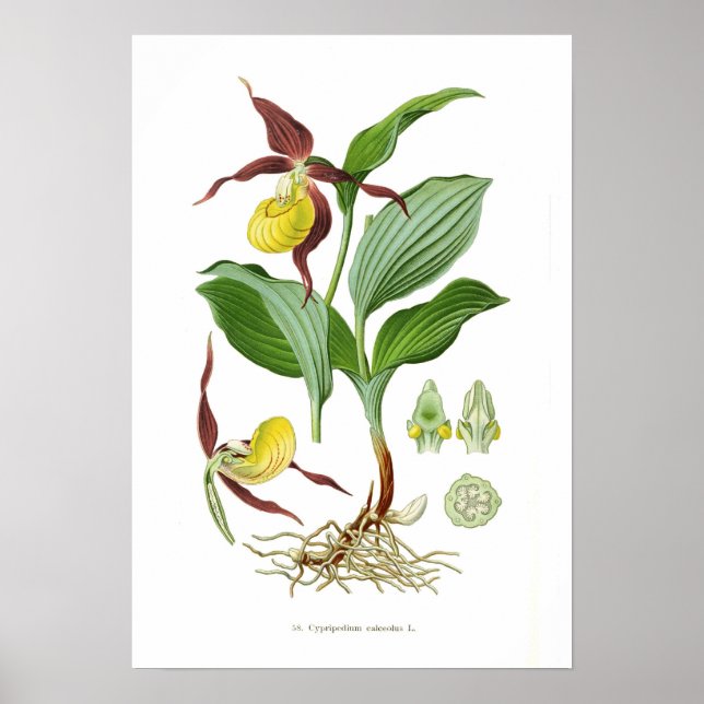 Poster Cyprepèdium calceolus (Devant)