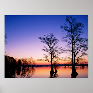 Poster Cyprès Bald Arbres Réserve nationale de faune, T