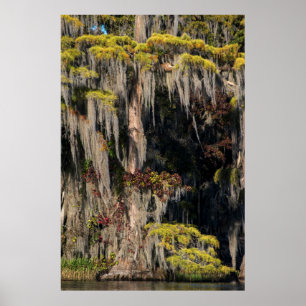 Poster Cyprès de l'étang dans un marécage inondé