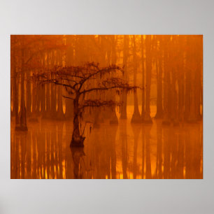 Poster Cypress Trees   George Smith State Park