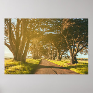 Poster Cypress Tunnel Point Reyes