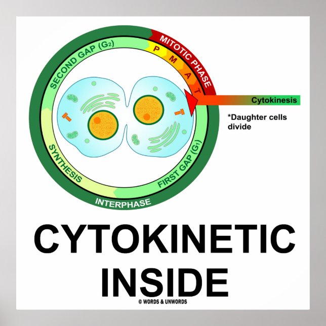 Poster Cytokinétique à l'intérieur (Mitose de la division (Devant)