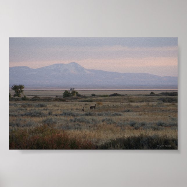 Poster D10 Collines de cerfs à queue blanche (Devant)