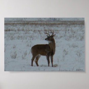 Poster D11 Buck de cerfs à queue blanche en neige
