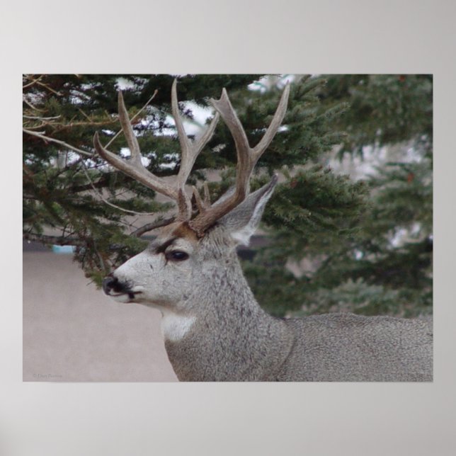 Poster D25 Mule Deer Buck (Devant)