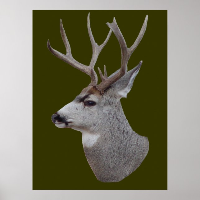 Poster D27 Mule Deer Buck (Devant)