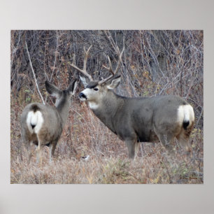 Poster D29 Mule Deer Buck and Doe