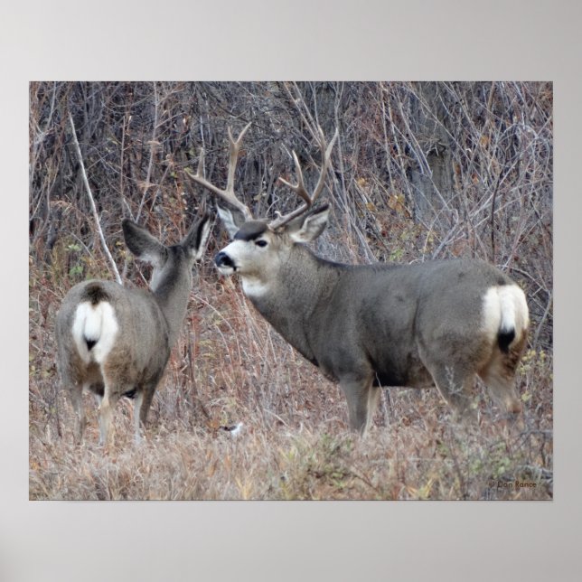 Poster D29 Mule Deer Buck and Doe (Devant)