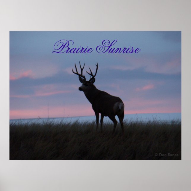 Poster D3 Mule Deer Sunrise Buck (Devant)