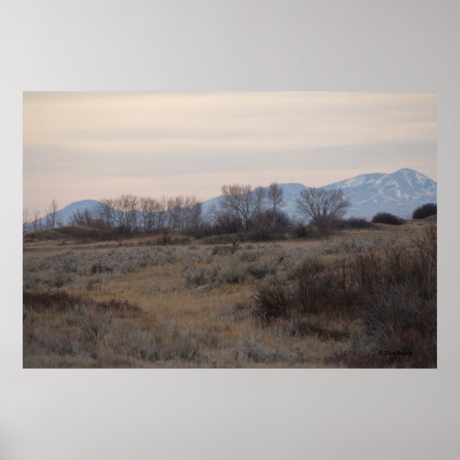 Poster D4 Mule Deer Sweet Grass Hills (Devant)