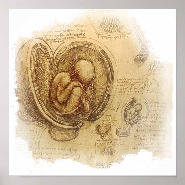 Poster da Vinci - Croquis Embryo (Devant)