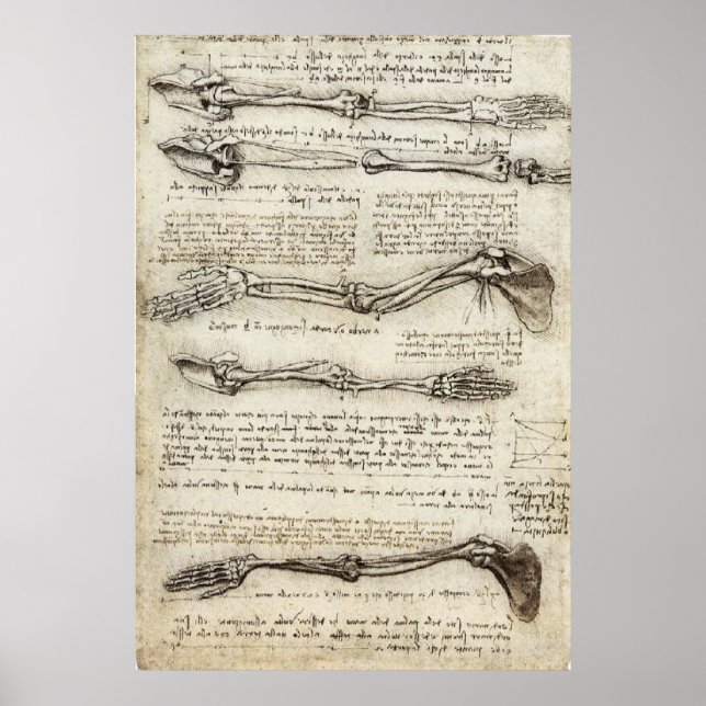 Poster Da Vinci, Léonard - Étude de l'anatomie (Devant)
