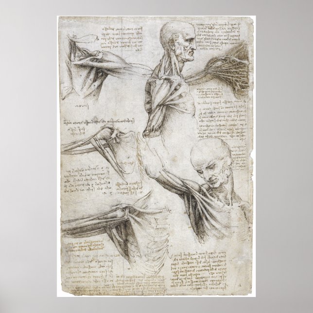 Poster Da Vinci, Léonard - Étude de l'anatomie (Devant)