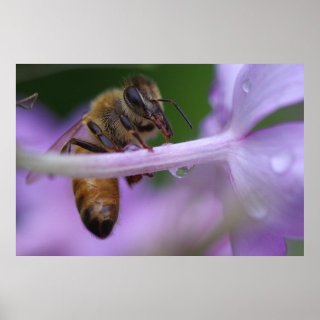 Poster d'abeilles (Devant)
