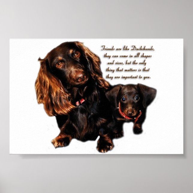 Poster Dachshund (Devant)