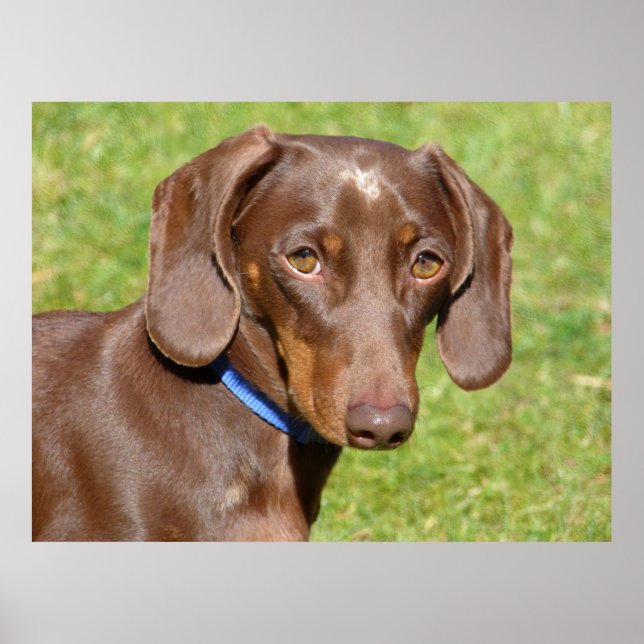 Poster Dachshund (Devant)