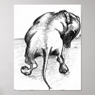 Poster Dachshund