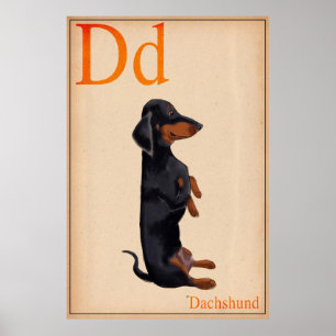 Poster Dachshund