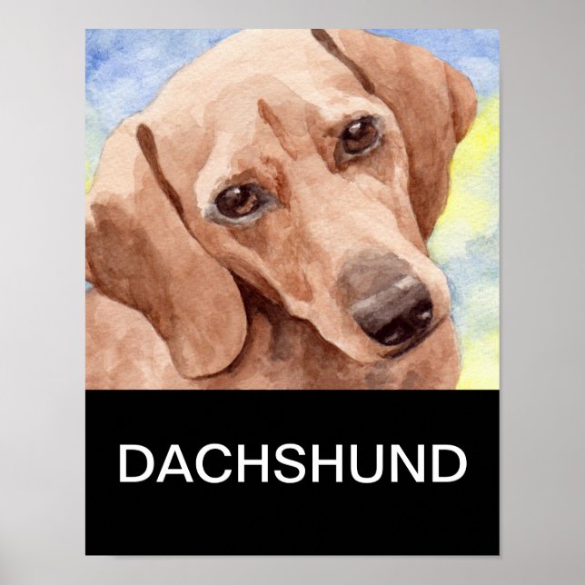 Poster Dachshund (Devant)