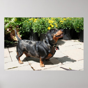 Poster Dachshund Buddy 2