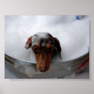 Poster Dachshund dans le bain à remous