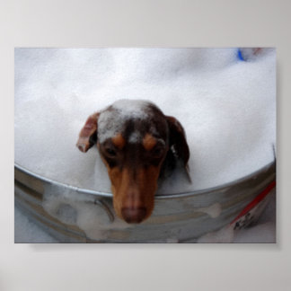 Poster Dachshund dans le bain à remous
