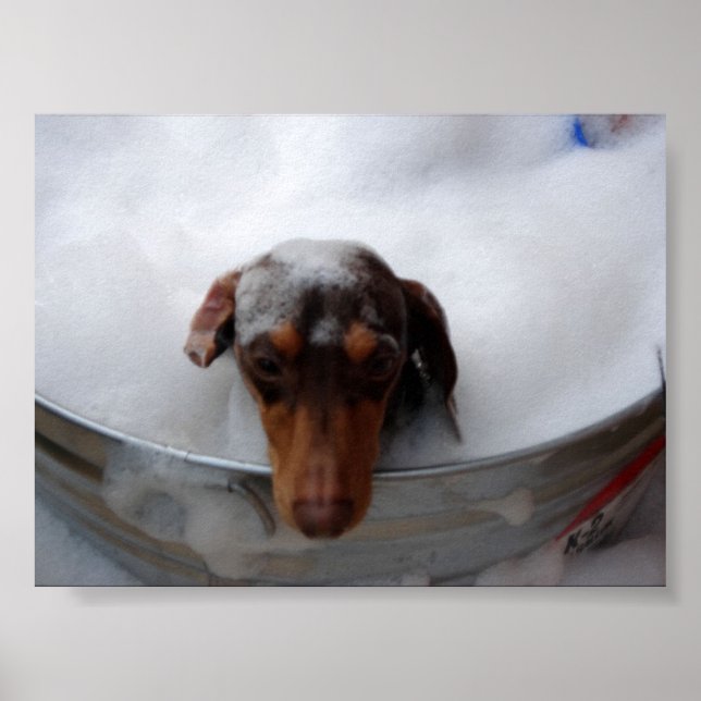 Poster Dachshund dans le bain à remous (Devant)