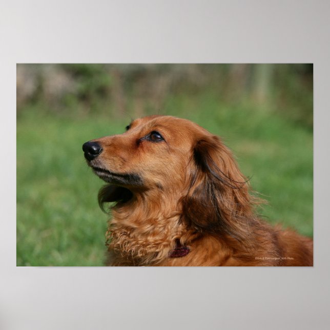 Poster Dachshund miniature à cheveux longs 2 (Devant)