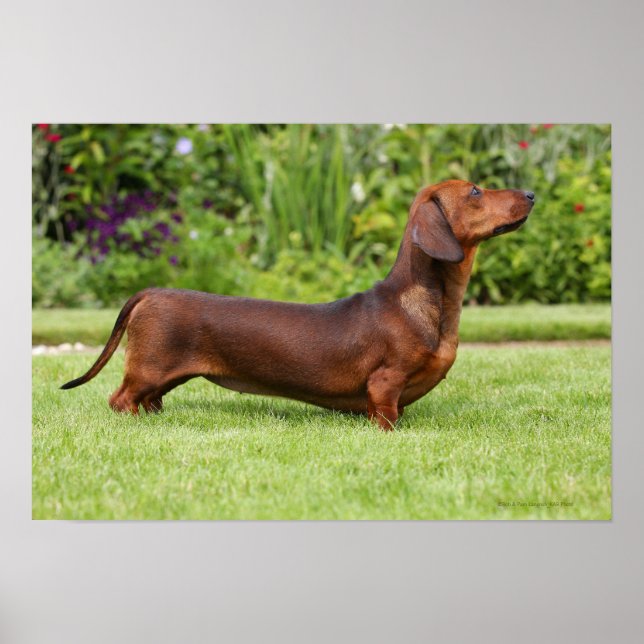 Poster Dachshund miniature à poil lisse (Devant)