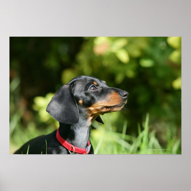 Poster Dachshund noir et tan Miniture 3 (Devant)