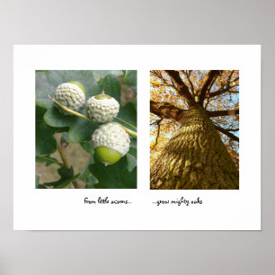 Poster d'Acorns to Oaks