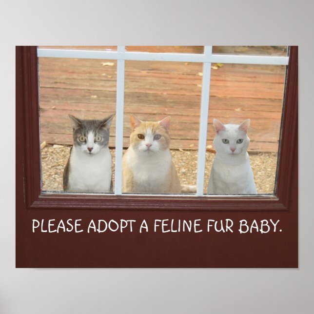 Poster d'adoption de chats personnalisable (Devant)