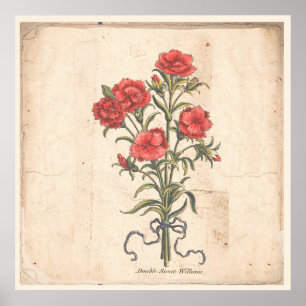 Poster d'affiche Botanique antique Sweet Williams