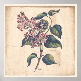 Poster d'affiche des plantes anciennes Lilac Fleur