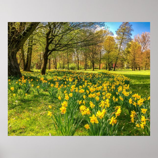 POSTER DAFFODIL (Devant)