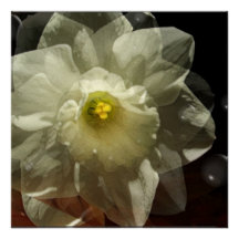 Daffodil Dreams