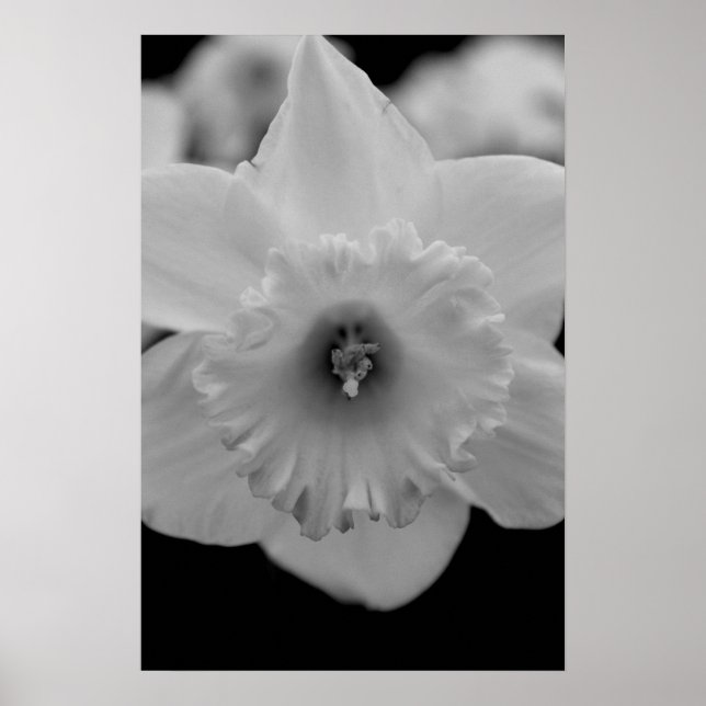 Poster Daffodile (Devant)