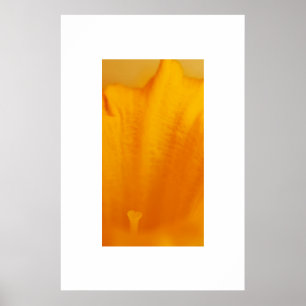 Poster Daffodile