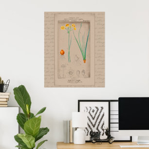 Poster Daffodile d'illustration botanique française 24X30
