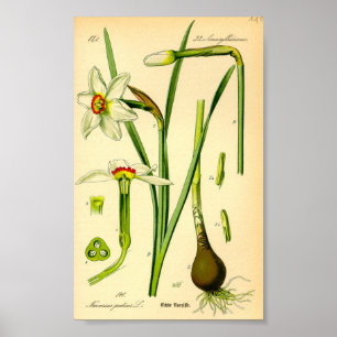 Poster Daffodile du poète (Narcissus poeticus)