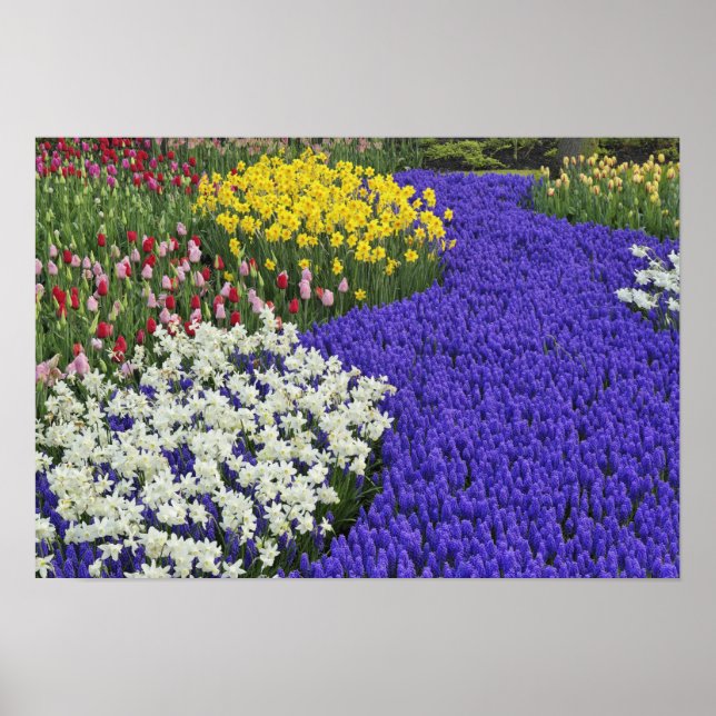 Poster Daffodiles et l'Hyacinthe du raisin, Keukenhof 2 (Devant)