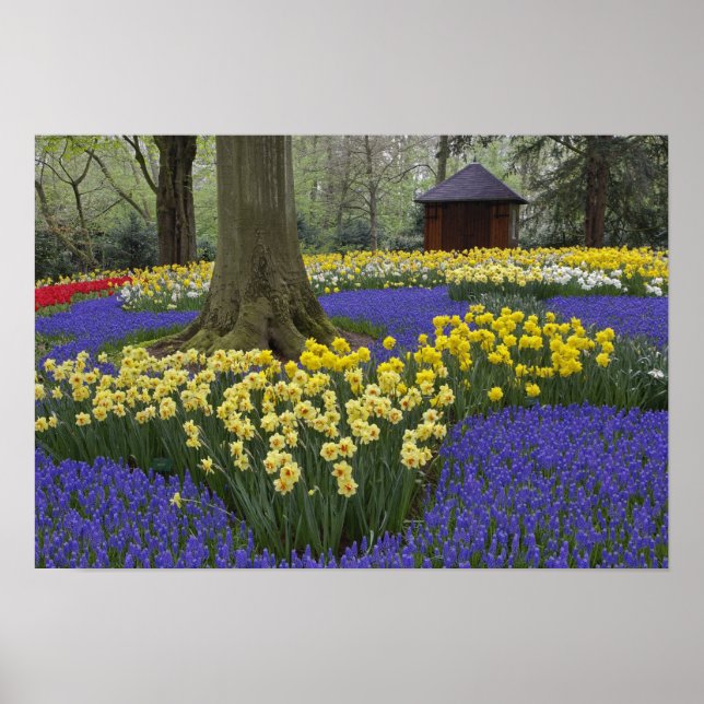 Poster Daffodiles, jacinthe de raisin et jardin de tulipe (Devant)